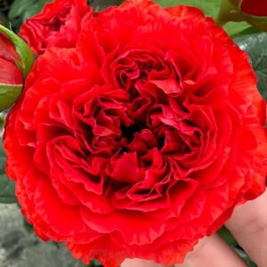 red double