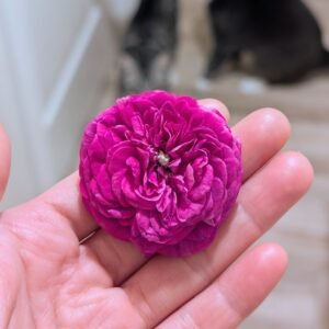 Ros de Res rose bloom in hand