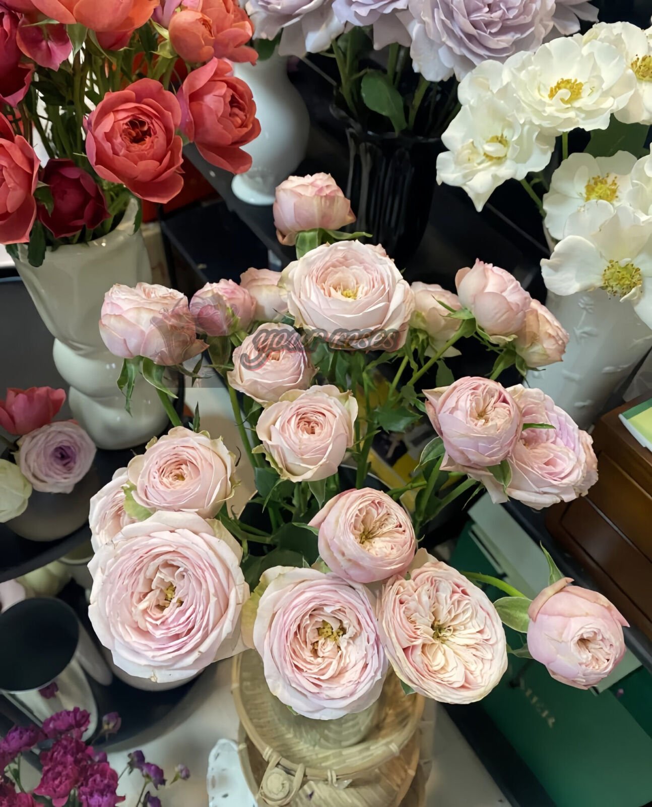 royal blush