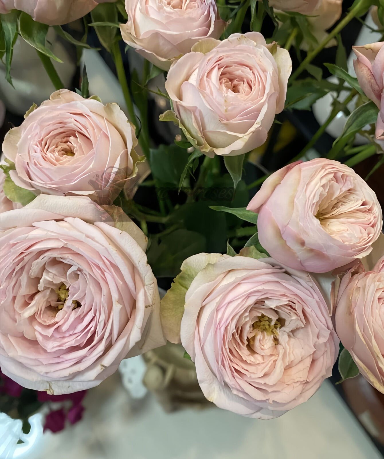 royal blush