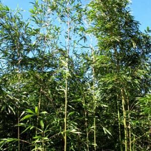 Semiarundinaria fastuosa – culm/leaves detail