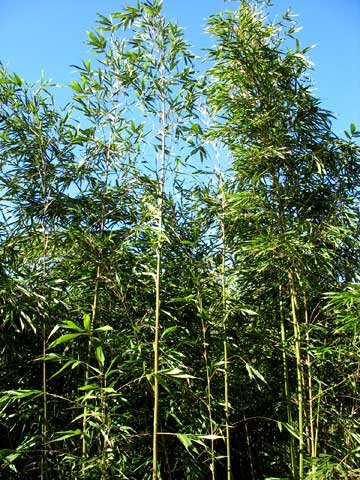 Semiarundinaria fastuosa – culm/leaves detail
