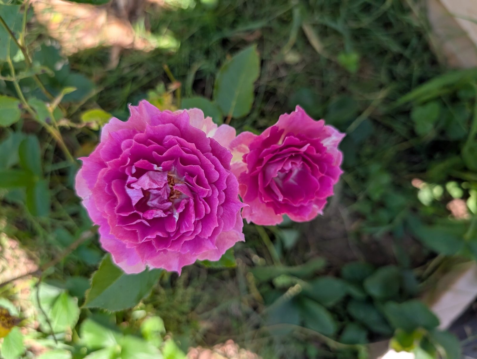 Two Sheherazade roses in magenta pink in the garden