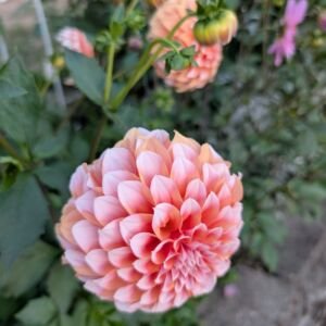 unlabeled-coral-ball