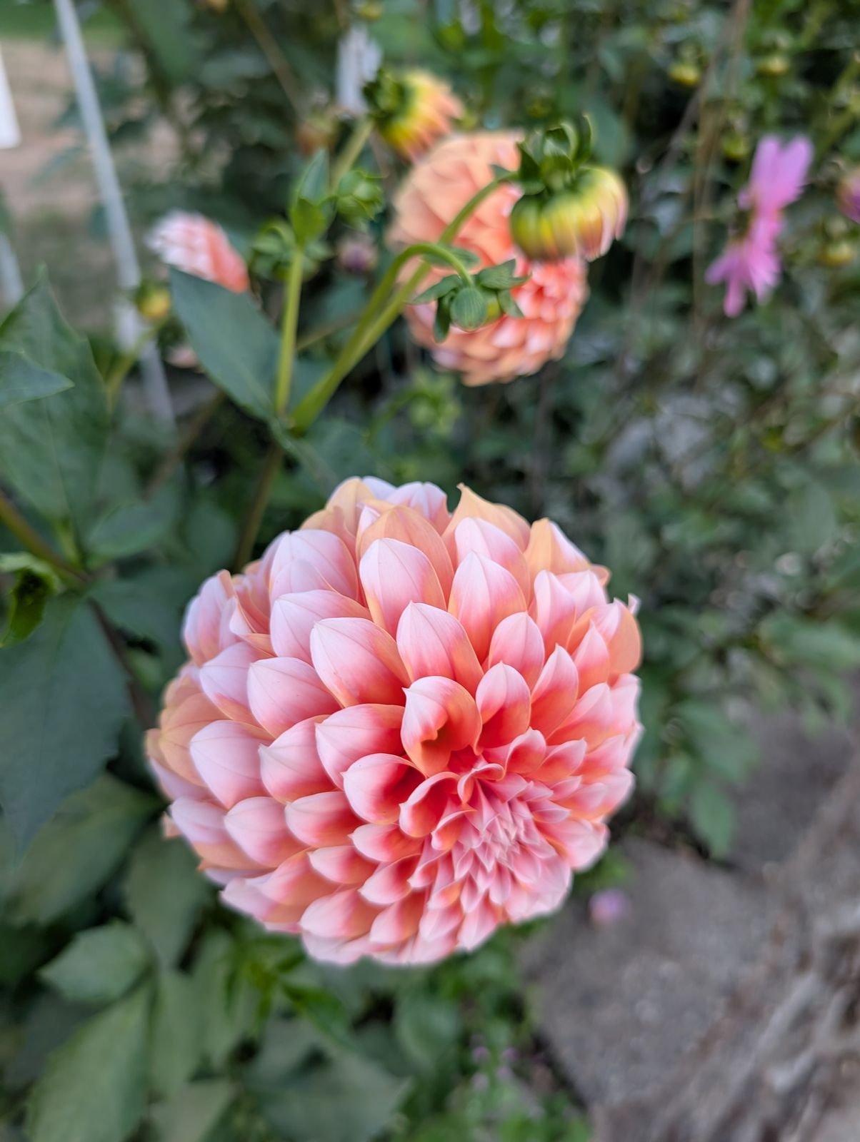 unlabeled-coral-ball