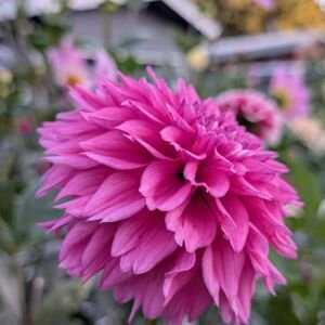 unlabeled-hotpink