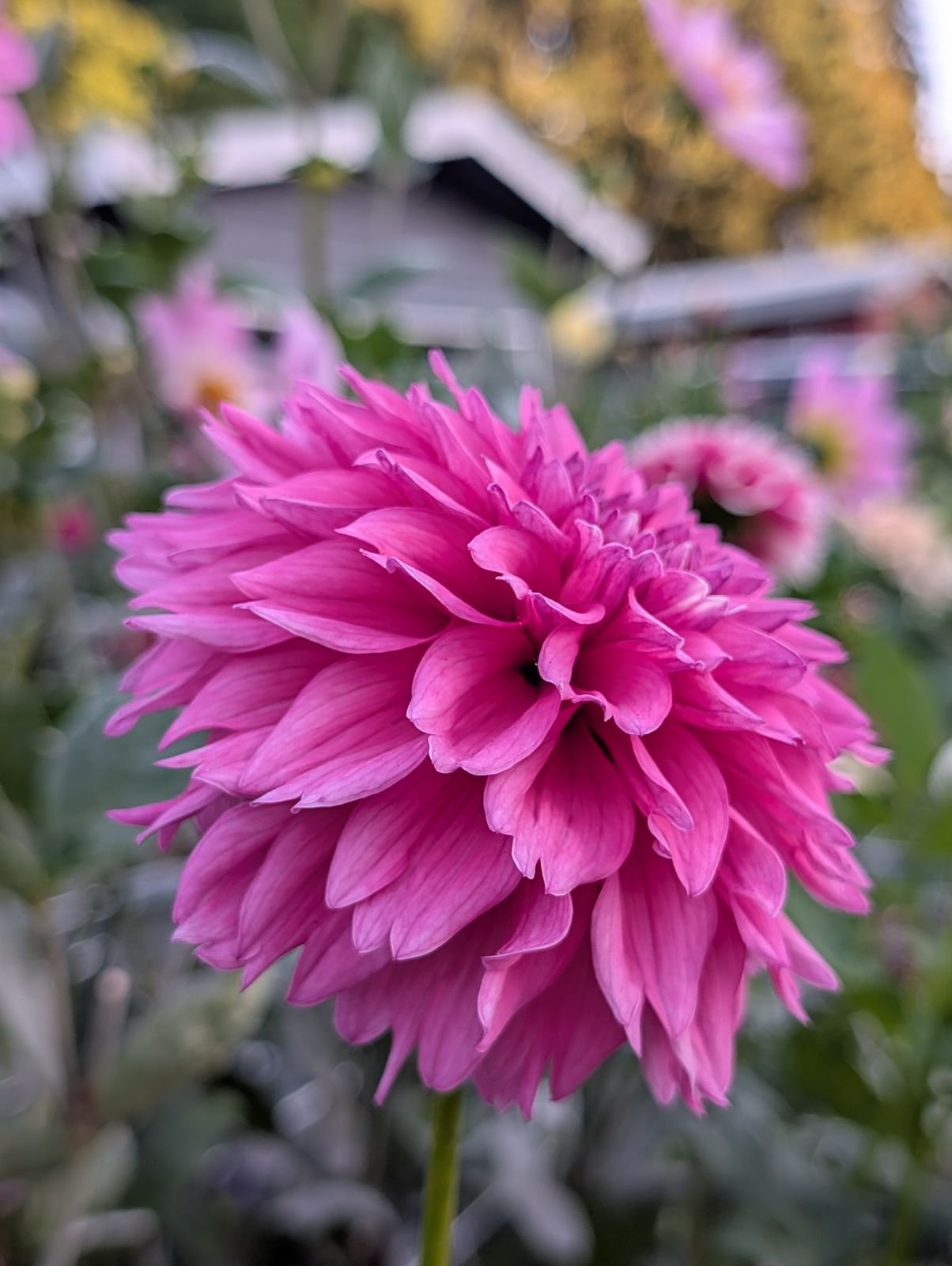 unlabeled-hotpink