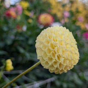 unlabeled-pale-yellow-ball