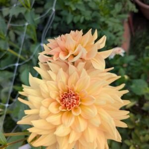 unlabeled-peach-dinnerplate-a