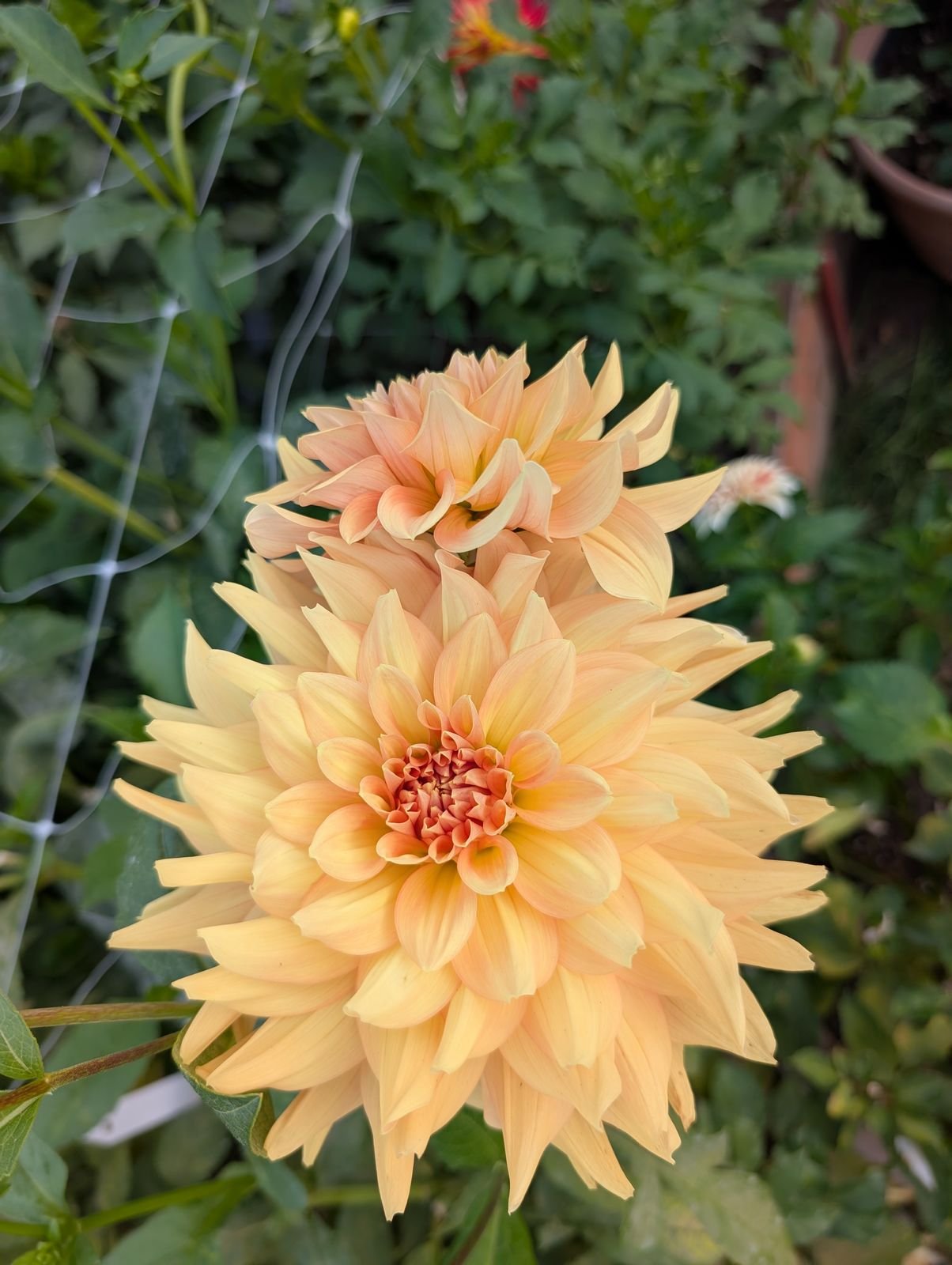 unlabeled-peach-dinnerplate-a