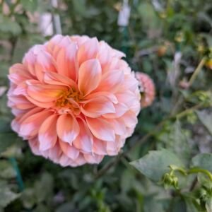 unlabeled-peach-dinnerplate-b