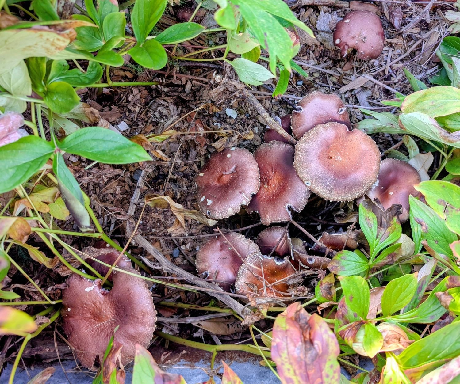 A patch of wine cap mushrooms under the peonies