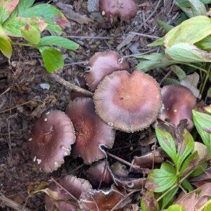 Wine cap mushrooms fruiting in the peony bed mulch