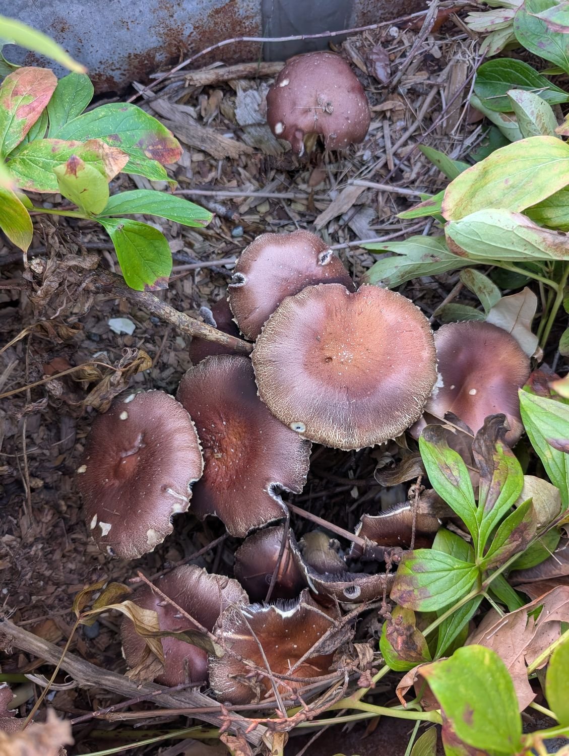Wine cap mushrooms fruiting in the peony bed mulch