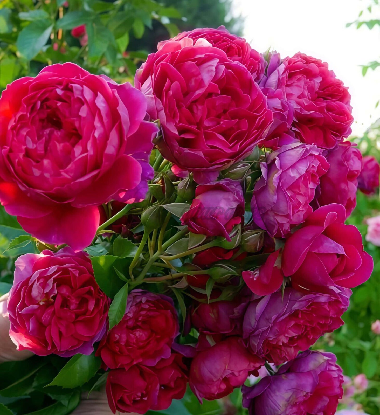 with heart and soul l心灵