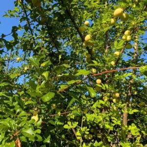 Yellow plum tree loaded with fruit