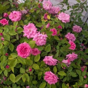 Zephirine Drouhin thornless climber against the brick wall