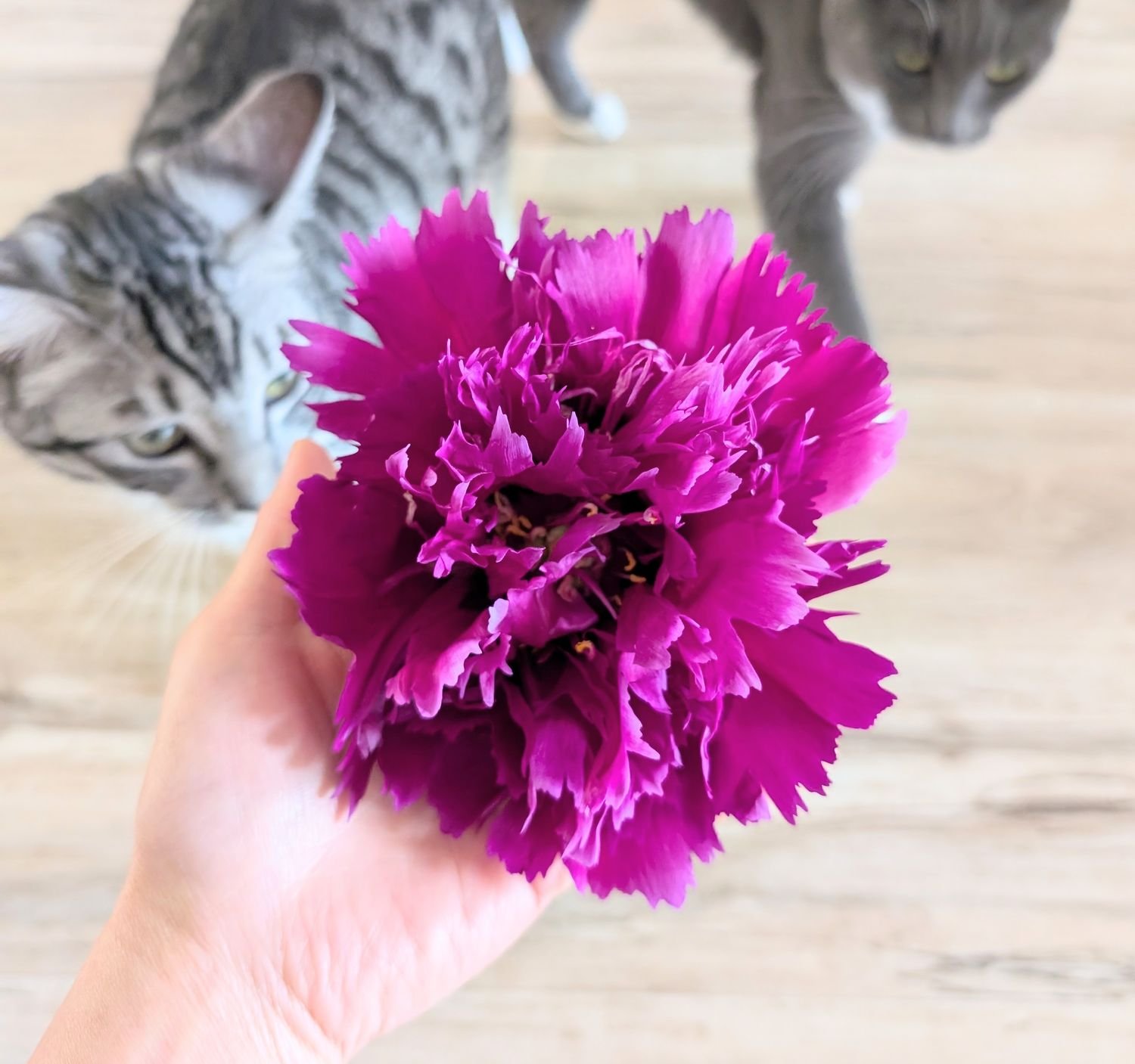 Zi Guan Yu Chi Deep purple tree peony from PhyTu