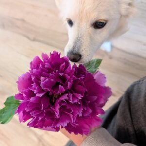 Zi Guan Yu Chi tree peony bloom with Yuki