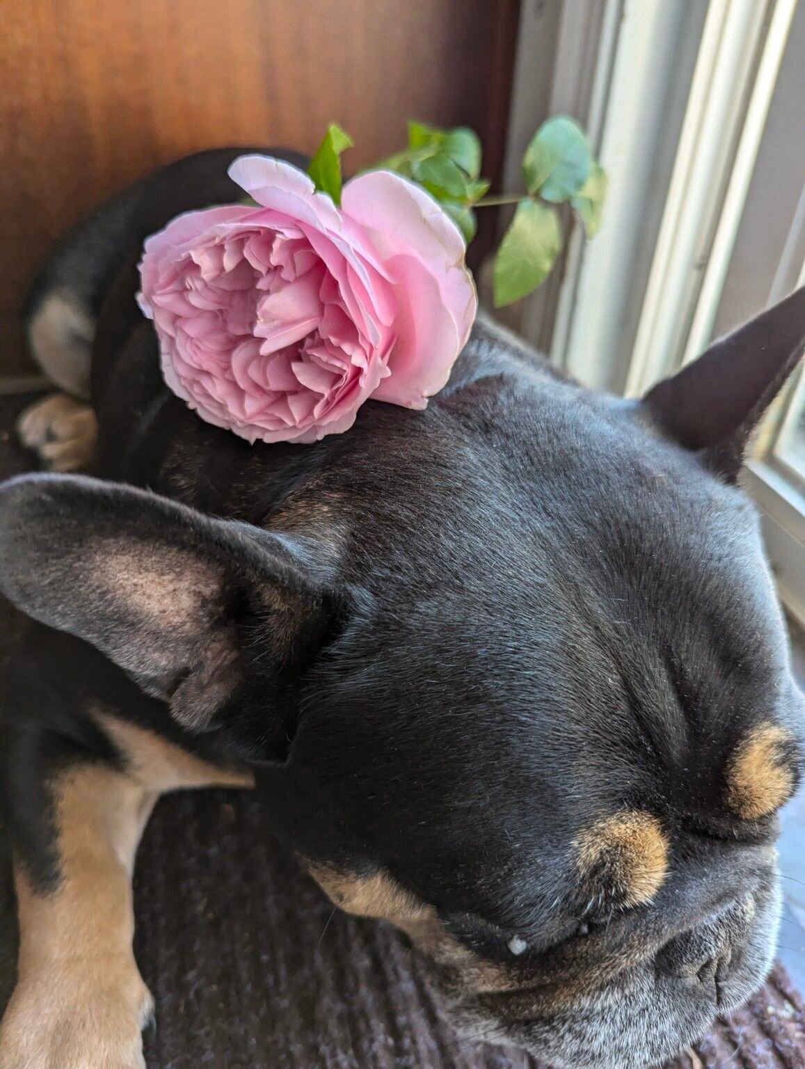 Ausimmon rose