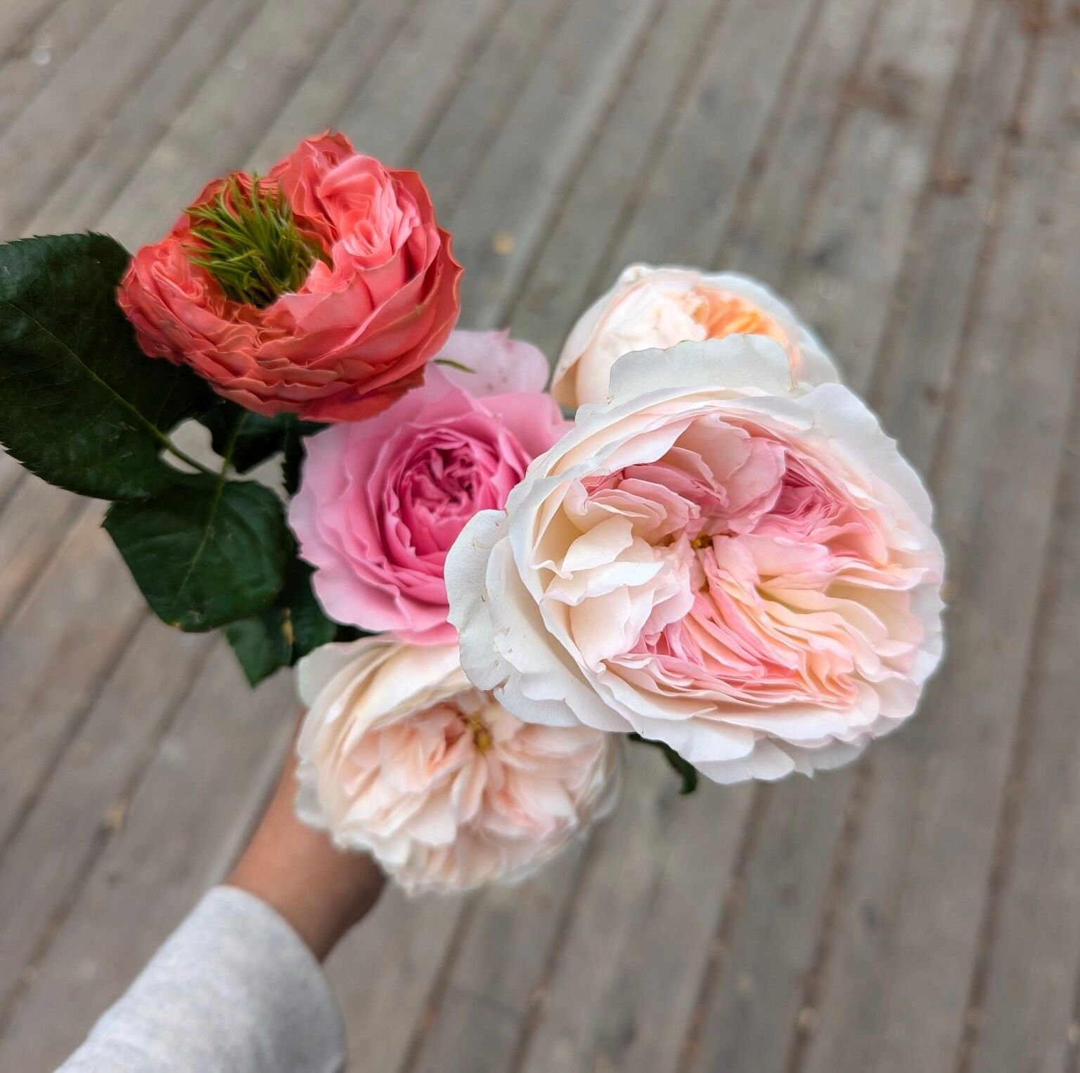 Kei garden rose group