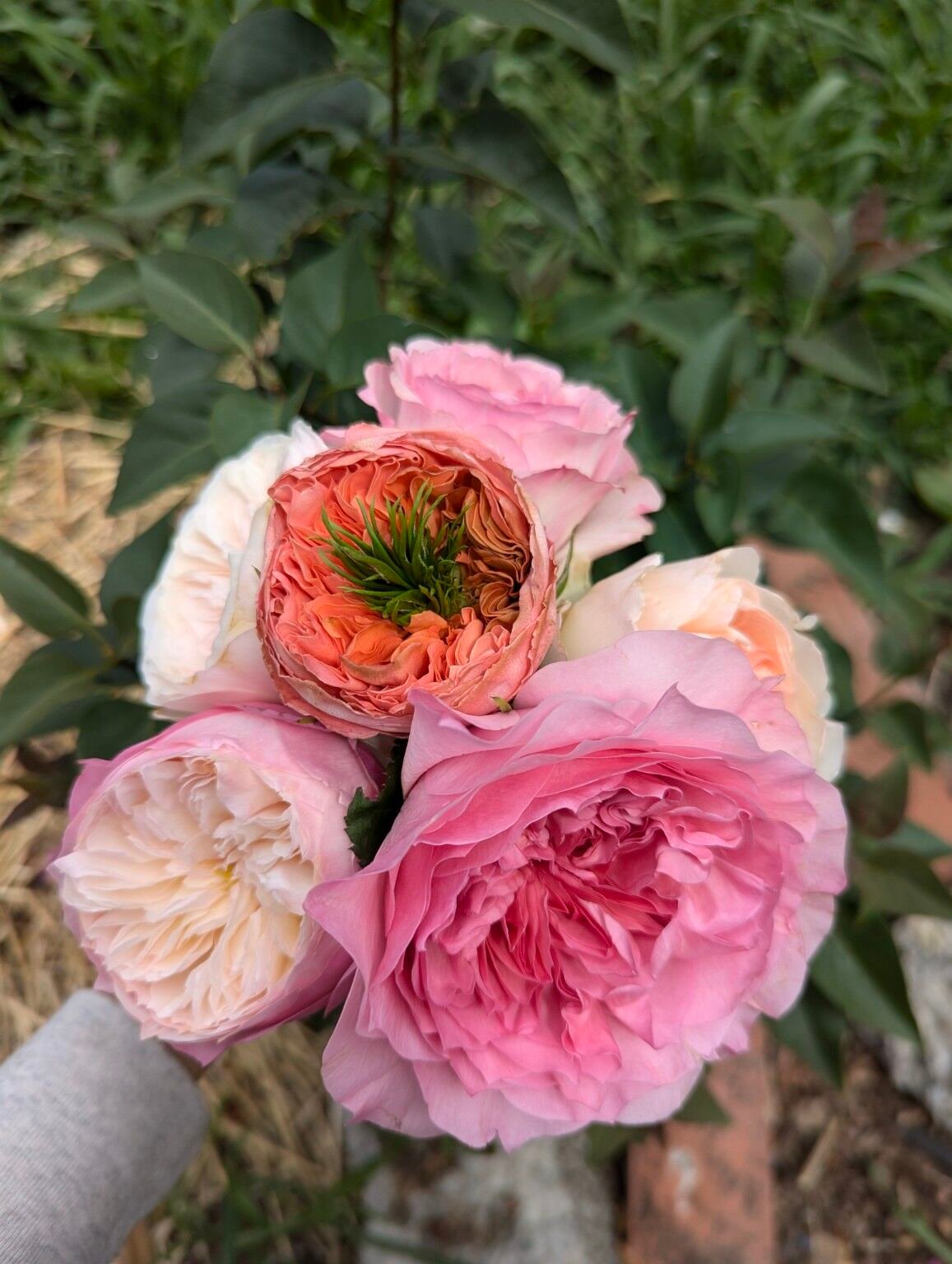 Kei garden rose group