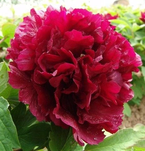Guan-shi-mo-yu tree peony