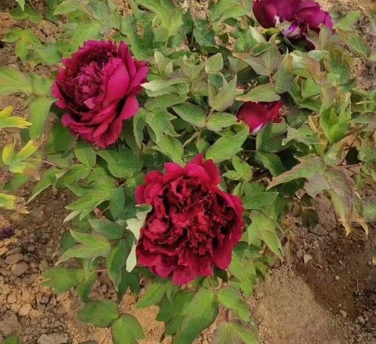 Guan-shi-mo-yu tree peony phytu 1