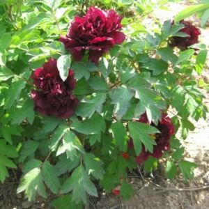 Guan-shi-mo-yu tree peony phytu