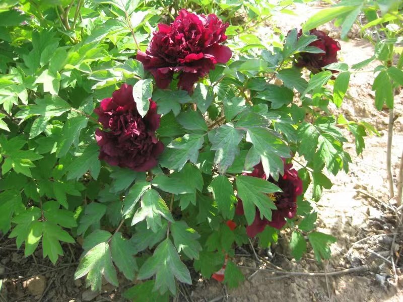 Guan-shi-mo-yu tree peony phytu