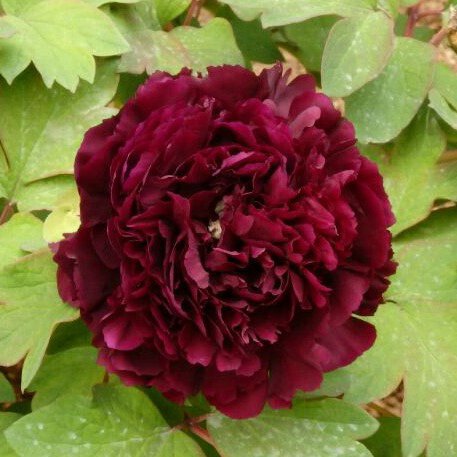 Guan-shi-mo-yu tree peony