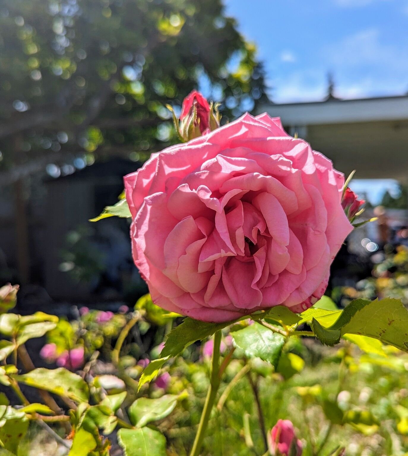 Que of Ele rose