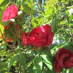 taiyang-tree-peony-1