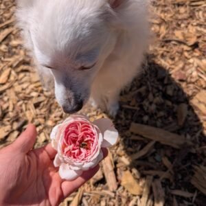 The Alnwick Rose (Aln) English rose, soft pink cupped bloom with a bee in the centre, Yuki the white dog sniffing it