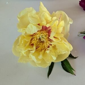 Bartzella Itoh peony, a single yellow bloom with red flares and gold stamens on a white table