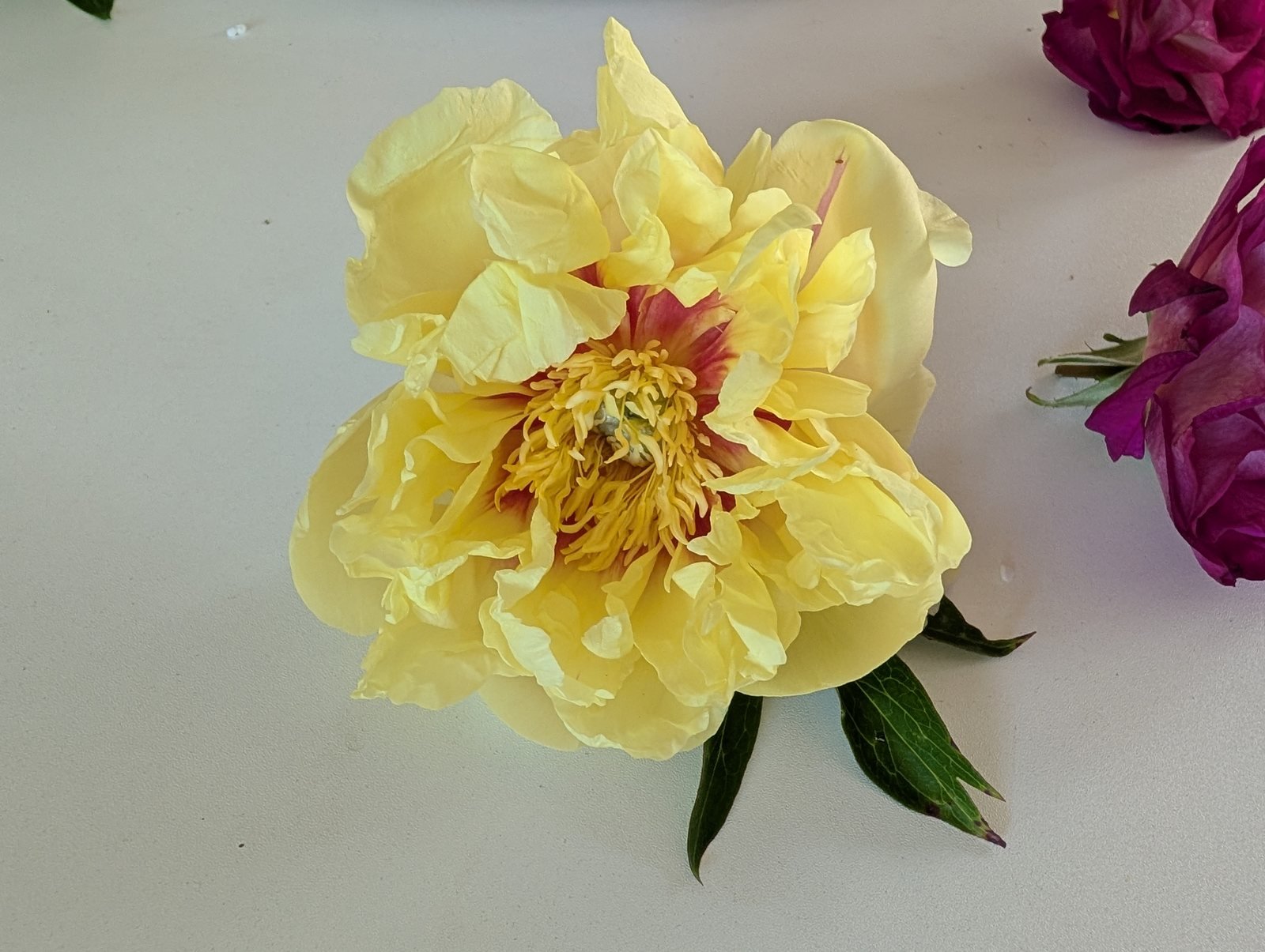 Bartzella Itoh peony, a single yellow bloom with red flares and gold stamens on a white table
