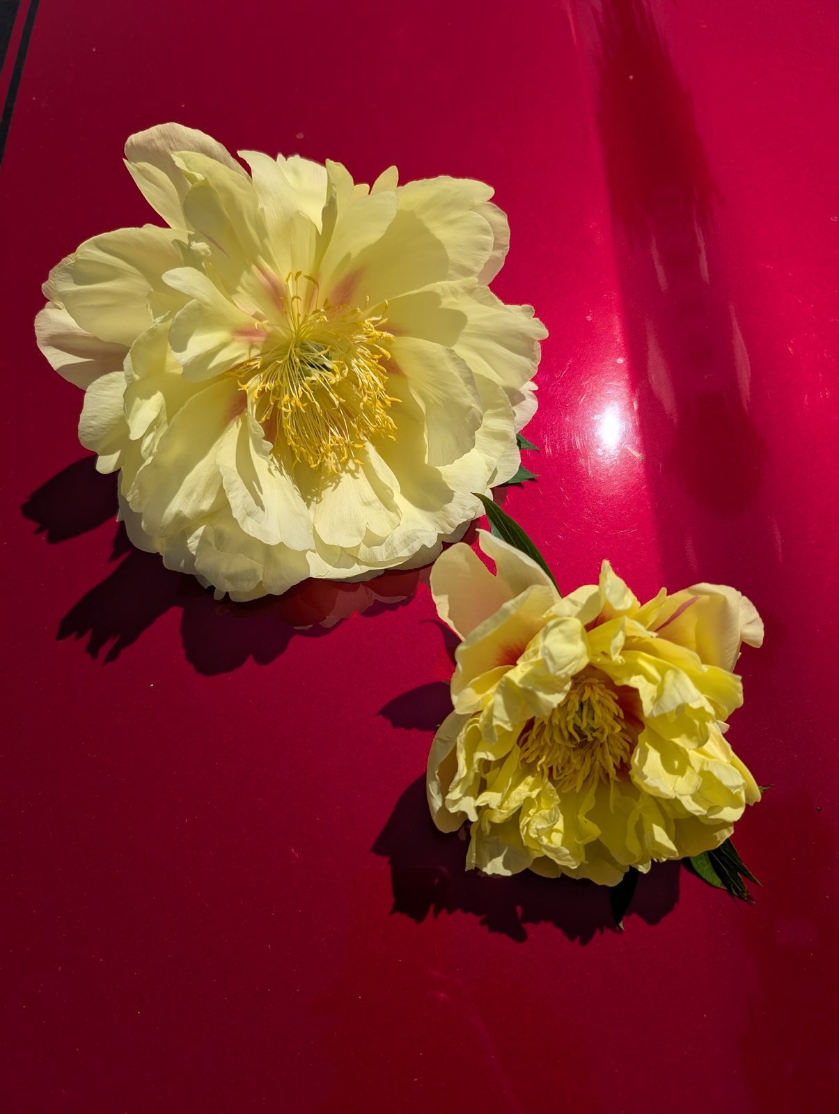 Two Bartzella Itoh peony blooms, yellow with red flares, on a glossy red car hood