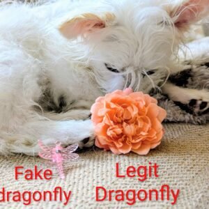 Dragonfly garden rose bloom beside Valo the white dog, next to a plastic dragonfly clip
