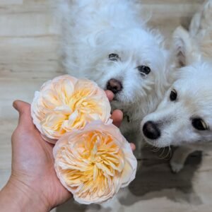 Two apricot Juliet (Ausjameson) garden rose blooms held up to Yuki and another white dog