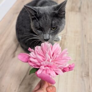 Pink Japanese-form herbaceous peony held up to a grey cat