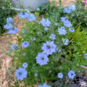 Blue love-in-the-mist (nigella) flowers in the garden beside a galvanised planter