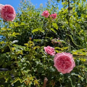Four garden rose heads on bark mulch including Sweet Harper