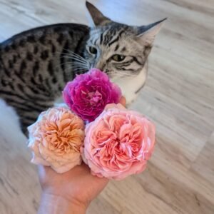 A magenta Scheherazade rose with Peach Avalanche and a pink garden rose held up to a silver tabby cat