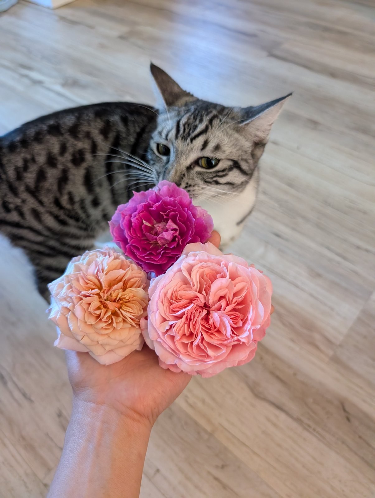 A magenta Scheherazade rose with Peach Avalanche and a pink garden rose held up to a silver tabby cat