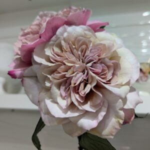 Miyabi Brown garden rose cut stem, antique tea-toned petals with a mauve centre