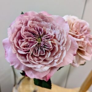 Miyabi garden rose cut stem, fully open lavender-pink bloom with a quartered centre