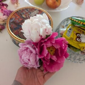 White, pink and magenta herbaceous peony blooms held in a hand