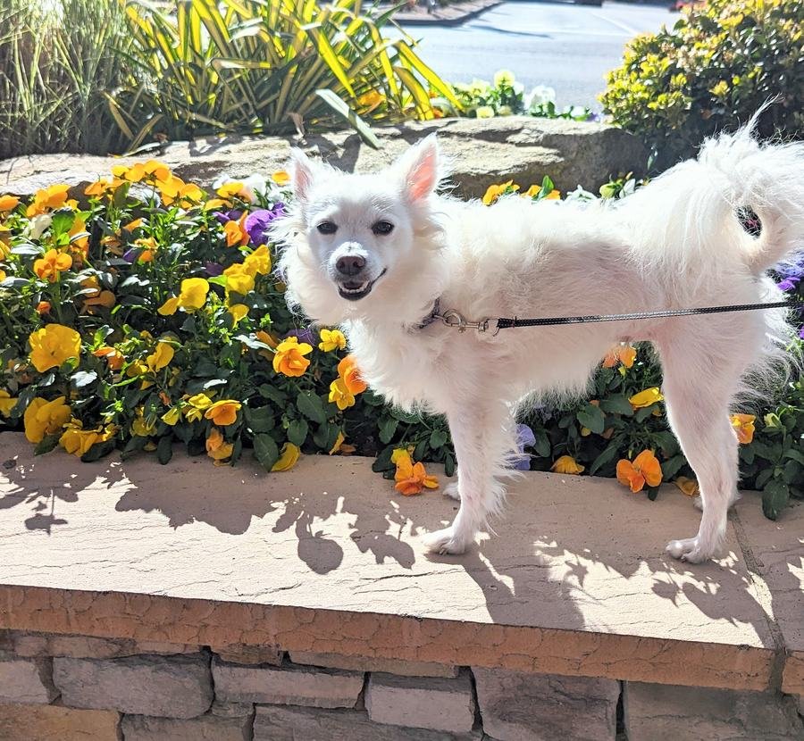 Annuals — white dog among yellow, orange and purple pansies