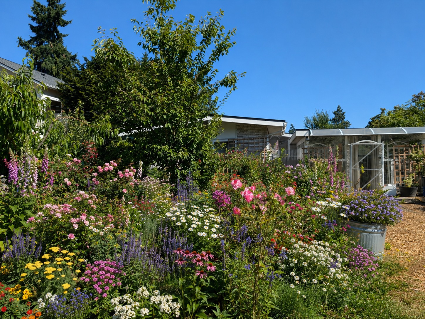 A lush pollinator garden of roses, echinacea, foxglove and daisies