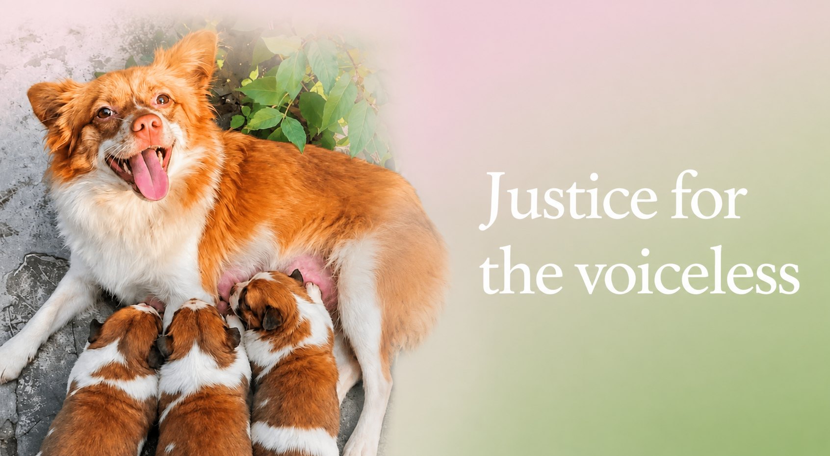 A mother dog nursing her three puppies, beside the words Justice for the voiceless